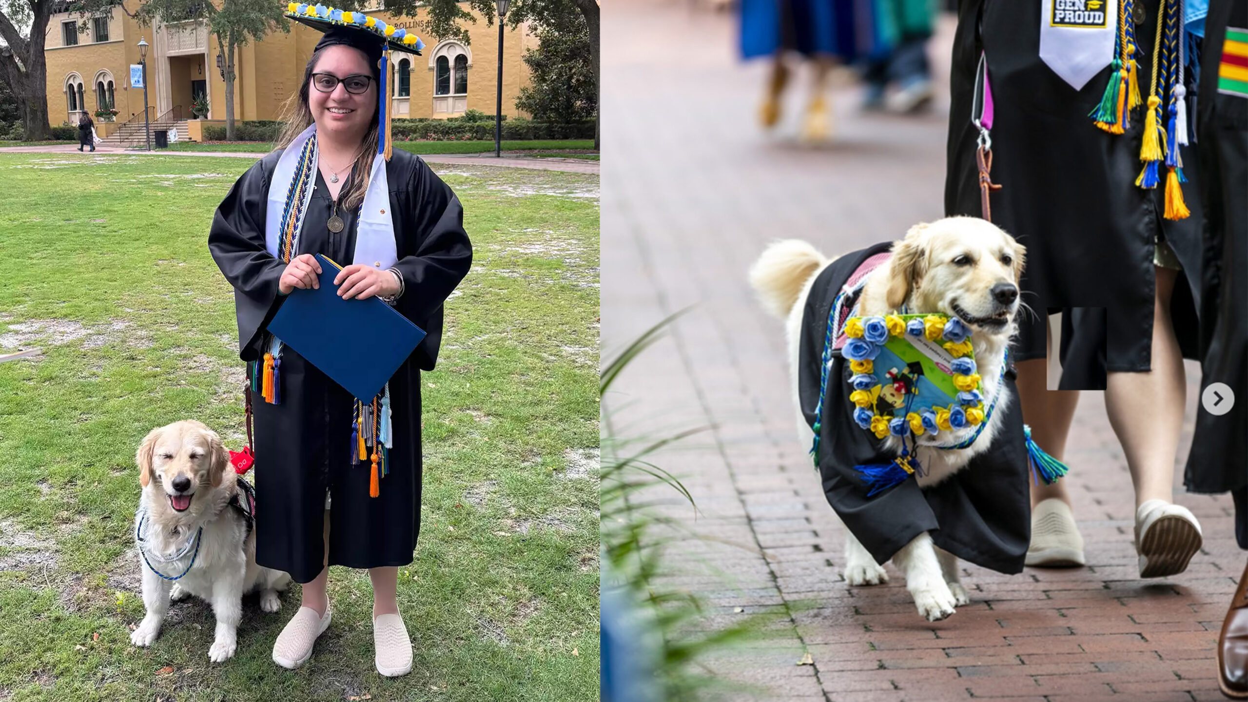 Cecilia Hernandez and her service dog Canela walk across the stage at Rollins College graduation.