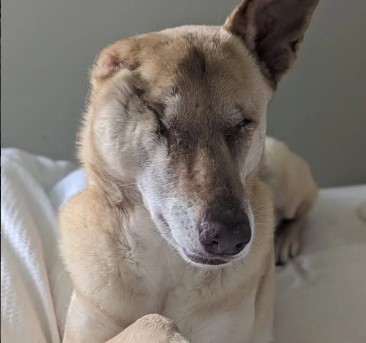 From 17 Bullet Wounds to Healing Hearts: Maggie the Dog’s Extraordinary ...