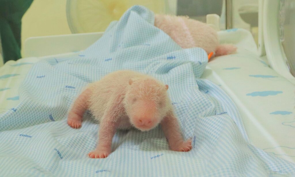 Baby Panda Rio Marks Milestone at Indonesia Conservation Park ...