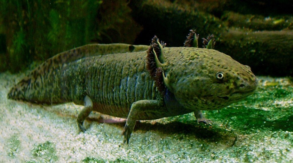 Axolotl Mucus Peptides Attacked Breast Cancer Cells and MRSA in a Lab Study