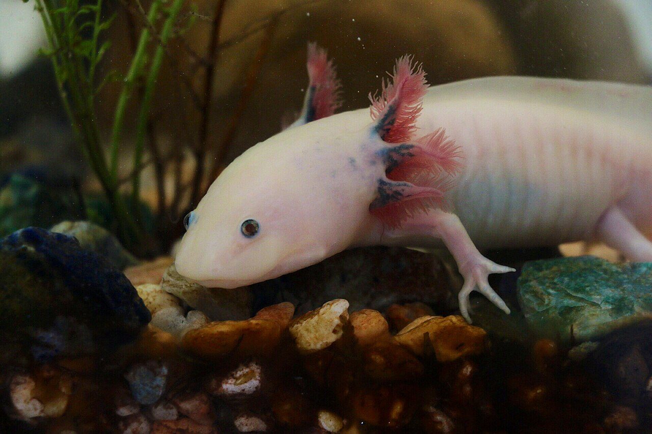 A pale pink leucistic axolotl with feathery red gills resting on aquarium gravel